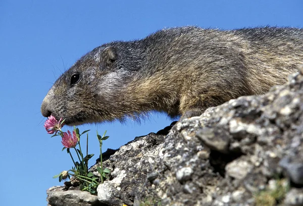 Marmotte des Alpes marmota marmota — Foto de Stock