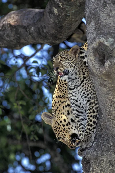 Panthere Leopard panthera pardus Rechtenvrije Stockfoto's