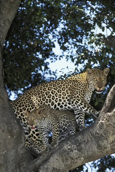 Panthere Leopard｜panthera pardus ストック画像