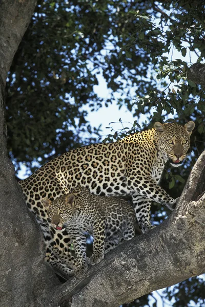 Panthere Leopard panthera pardus Stockafbeelding