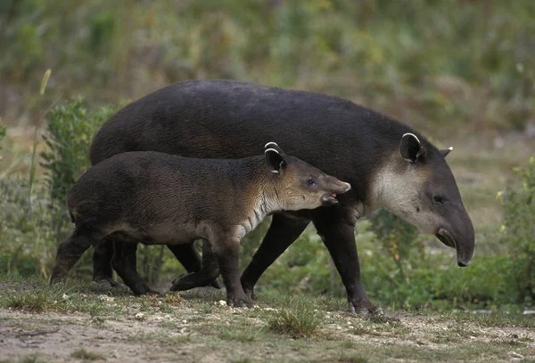 TAPIR DE BAIRD tapirus bairdii — Stock Image TAPIR DE BAIRD tapirus bairdii Stock Photo