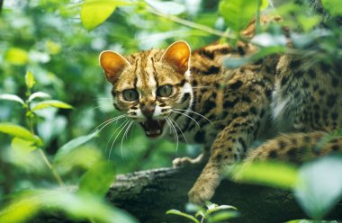 Sohbet Du Bengale prionailurus bengalensis