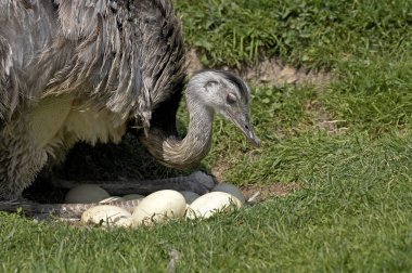 Nandou Americain rhea americana