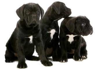 Cane corso