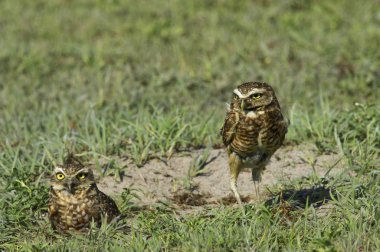 Cheveche Des Teriyer Athene cunicularia
