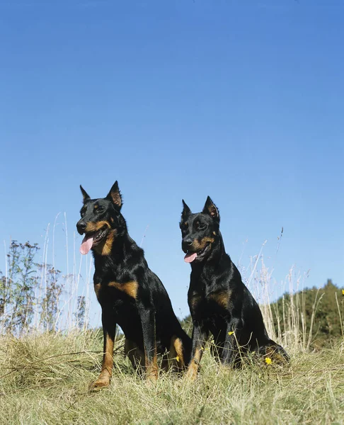 Berger de beauce —  Fotos de Stock