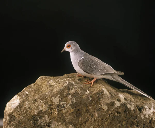 Colombe Diamant geopelia cuneata Nincs magyar neve — Stock Fotó