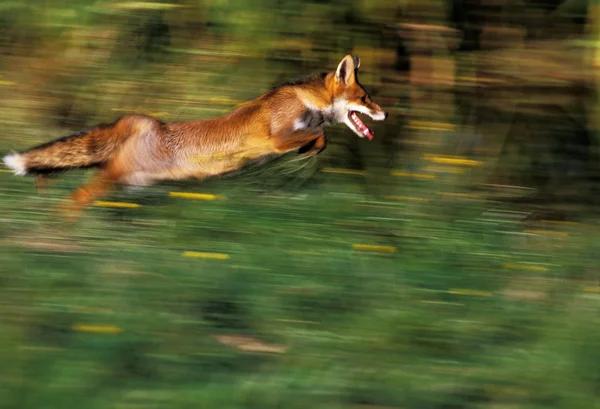 Renard Roux vulpes vulpes — Photo