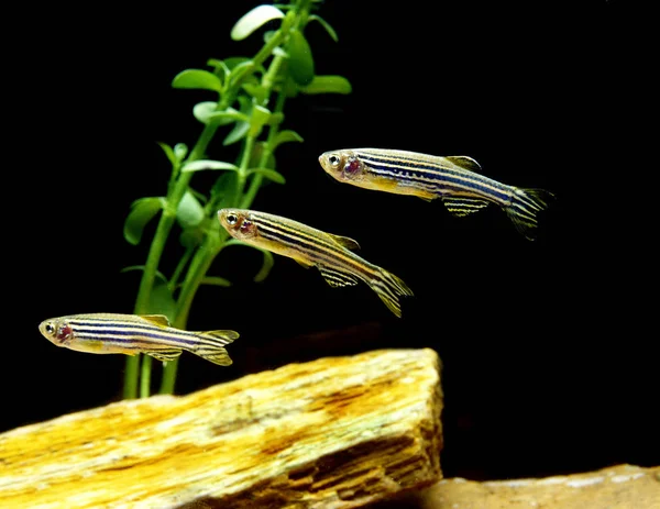 DANIO ZEBRE brachydanio rerio — Stock Photo, Image