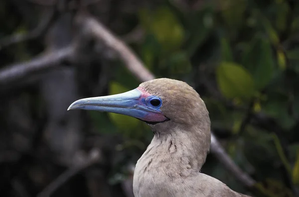 FOU A PIEDS ROUGES sula sula — Stockfoto