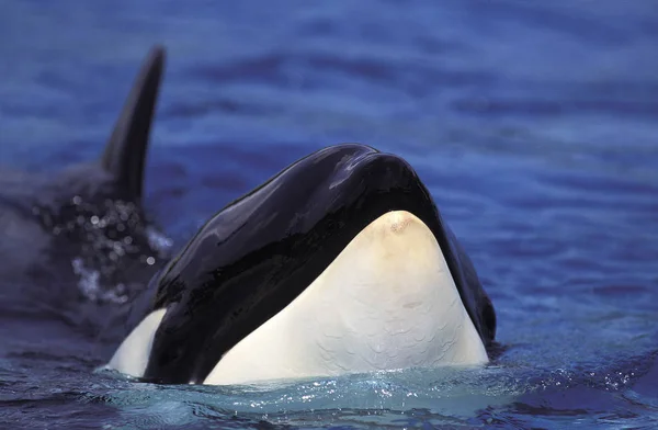 ORQUE EPAULARD orcinus orca — Stock Photo, Image
