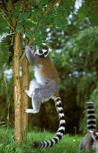 Maki Catta lemur catta — Fotografia de Stock