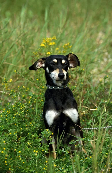 Φυλή Chien Sans — Φωτογραφία Αρχείου