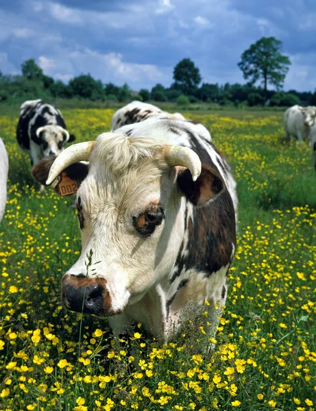 Vache Normande 2. — Photo