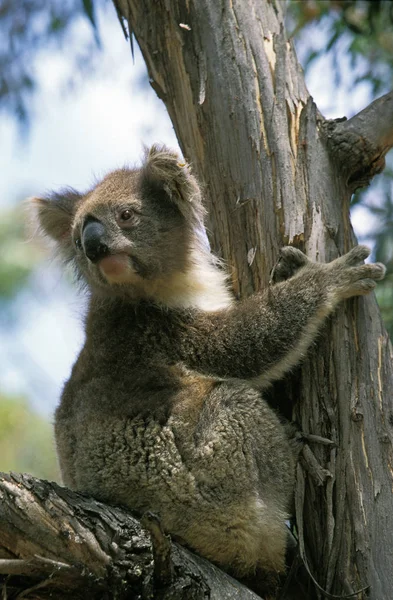 Koala phascolarctos cinereus — Stockfoto