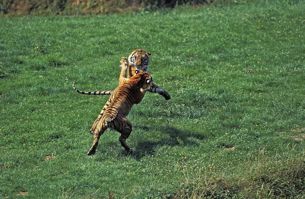 Tigre Du Bengale Panthera tigris tigris — Stockfoto