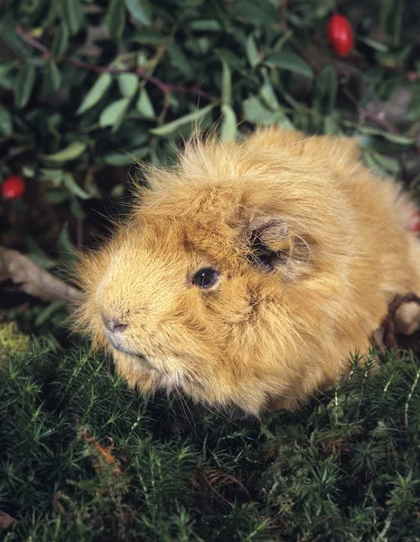 Cobaye A Poil Frise cavia porcellus — Stockfoto