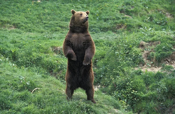 O nosso BRUN ursus arctos — Fotografia de Stock