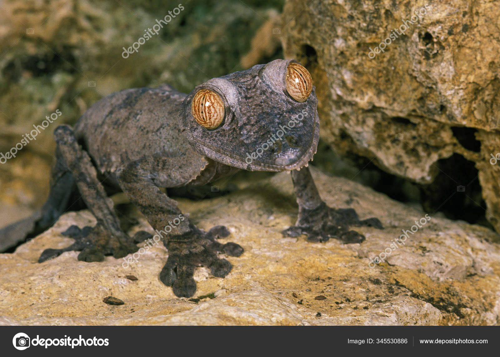 Plate tailed gecko discount
