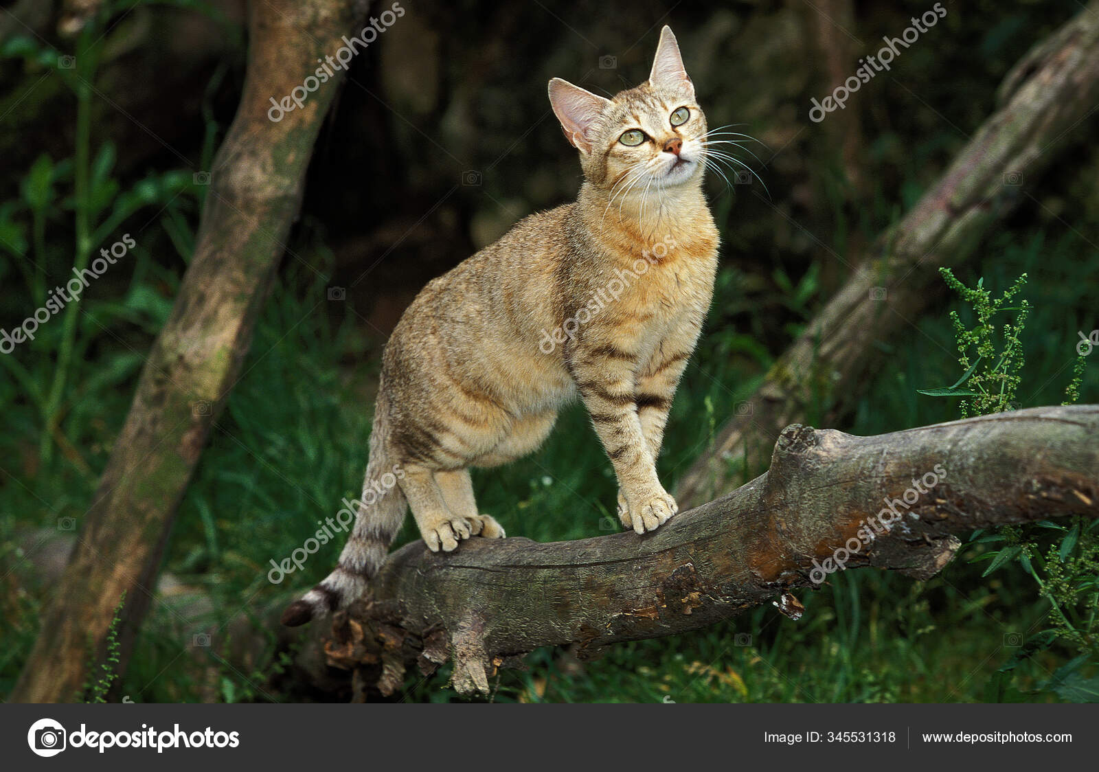 Chat Sauvage D Afrique Felis Silvestris Lybica Stock Photo By C Slowmotiongli Chat Sauvage D Afrique Felis Silvestris Lybica Stock Photo By C Slowmotiongli