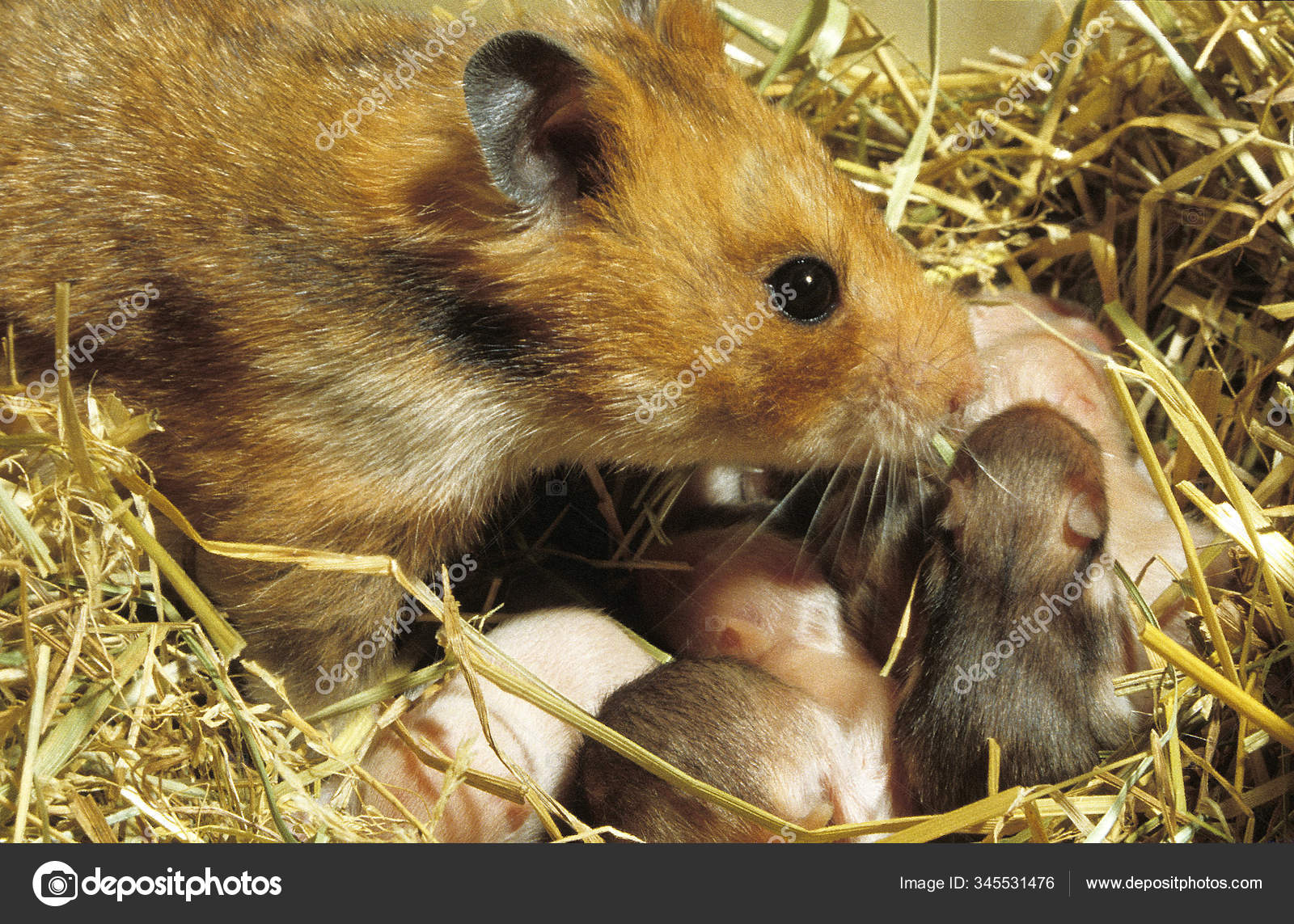 Hamster Dore Mesocricetus Auratus Stock Photo Image By C Slowmotiongli Hamster Dore Mesocricetus Auratus Stock Photo Image By C Slowmotiongli