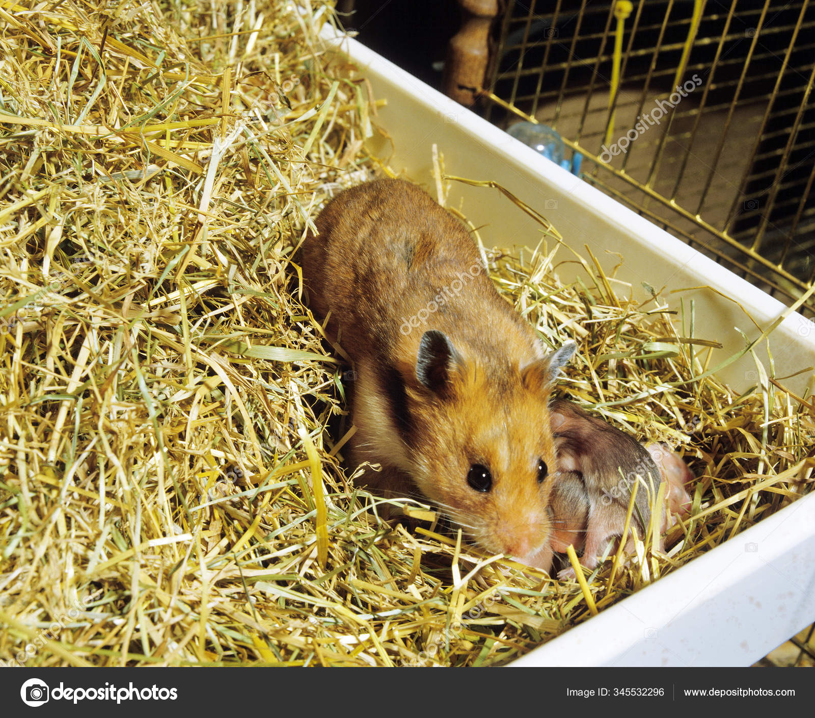 Hamster Dore Mesocricetus Auratus Stock Photo Image By C Slowmotiongli Hamster Dore Mesocricetus Auratus Stock Photo Image By C Slowmotiongli