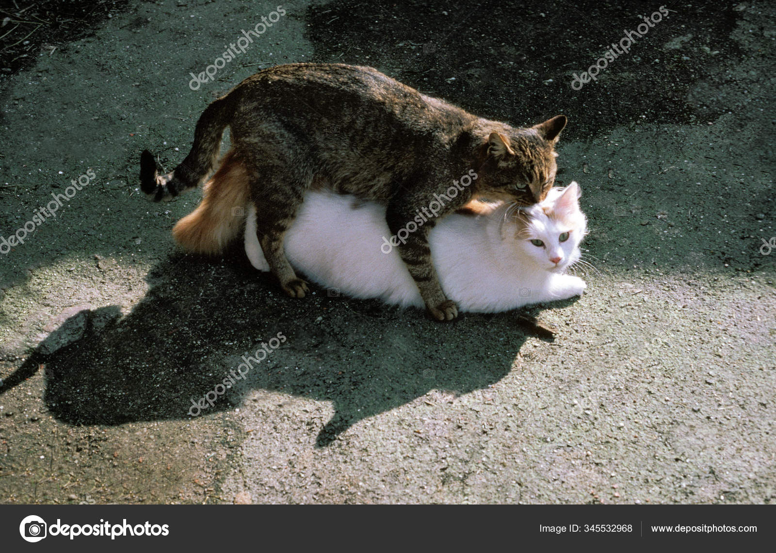 Accouplement De Chat Images Libres De Droit Photos De Accouplement De Chat Depositphotos Accouplement De Chat Images Libres De Droit Photos De Accouplement De Chat Depositphotos