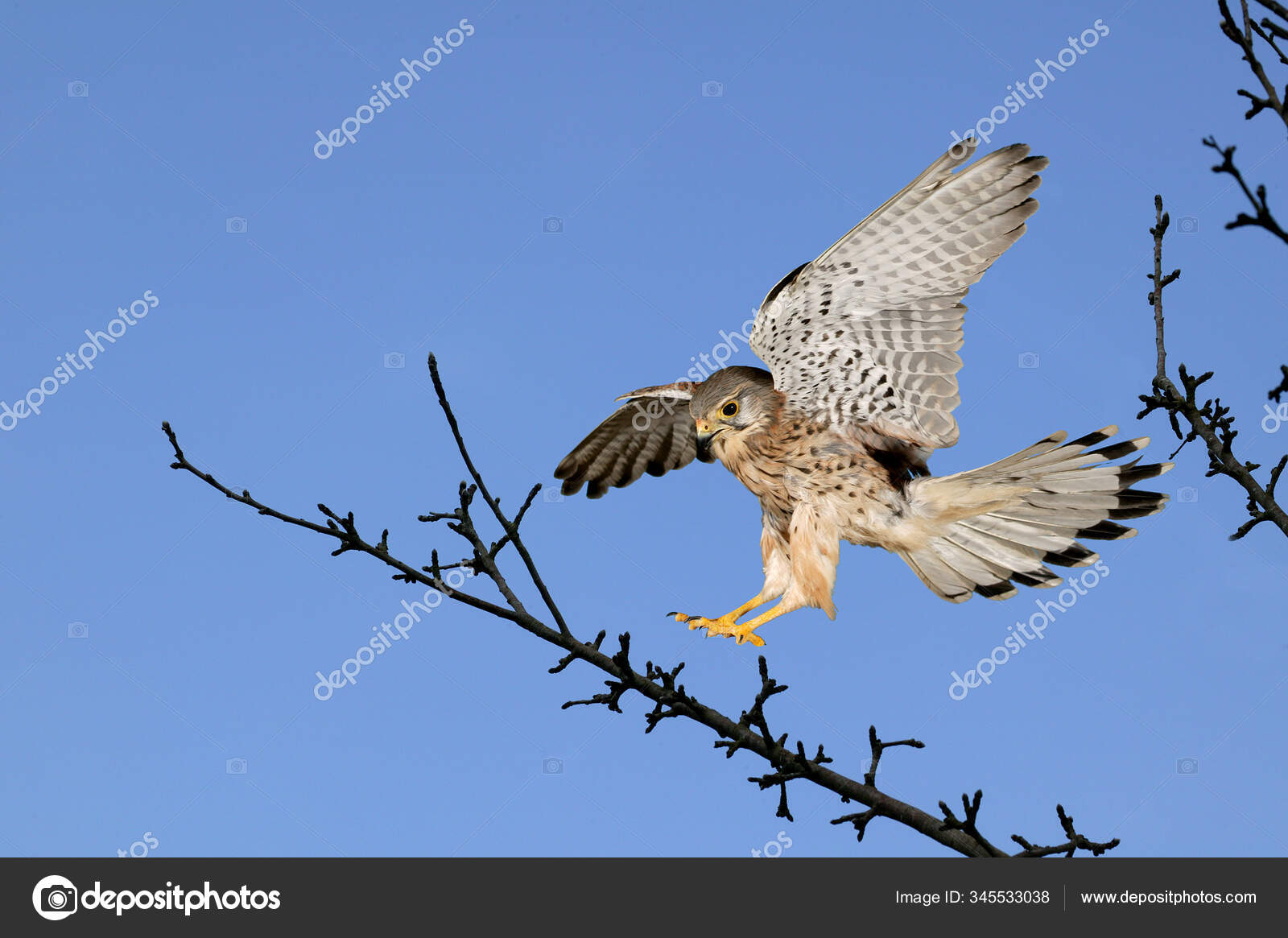 Faucon Crecerelle Falco Tinnunculus Stock Photo Image By C Slowmotiongli Faucon Crecerelle Falco Tinnunculus Stock Photo Image By C Slowmotiongli