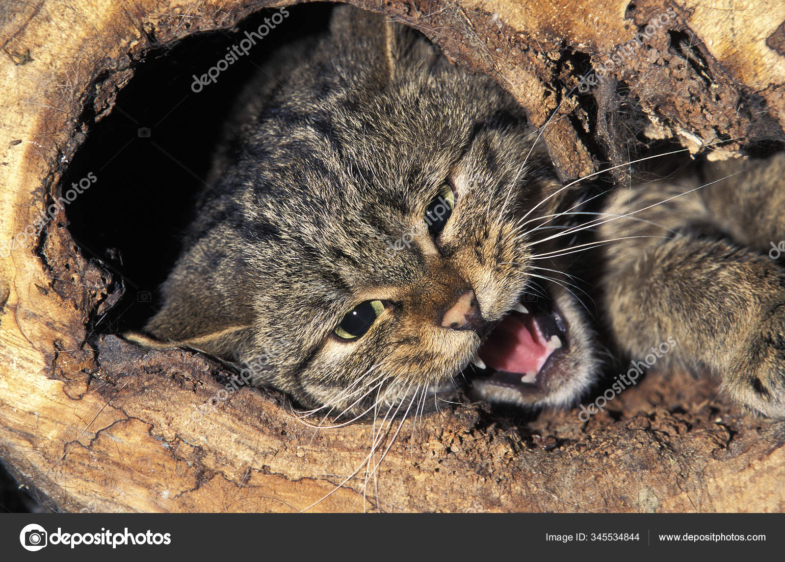 Chat Sauvage D Europe Felis Silvestris Image Libre De Droit Par Slowmotiongli C Chat Sauvage D Europe Felis Silvestris Image Libre De Droit Par Slowmotiongli C