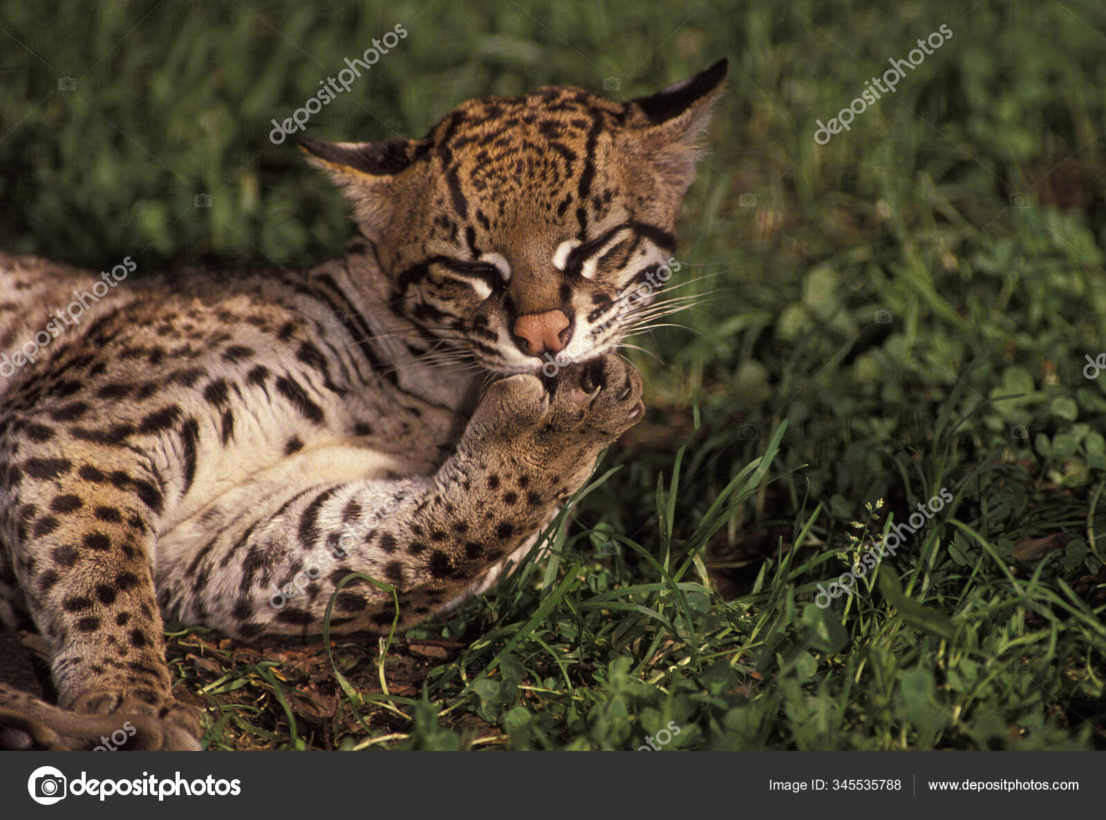 OCELOT leopardus pardalis — Stock Photo © slowmotiongli #345535788