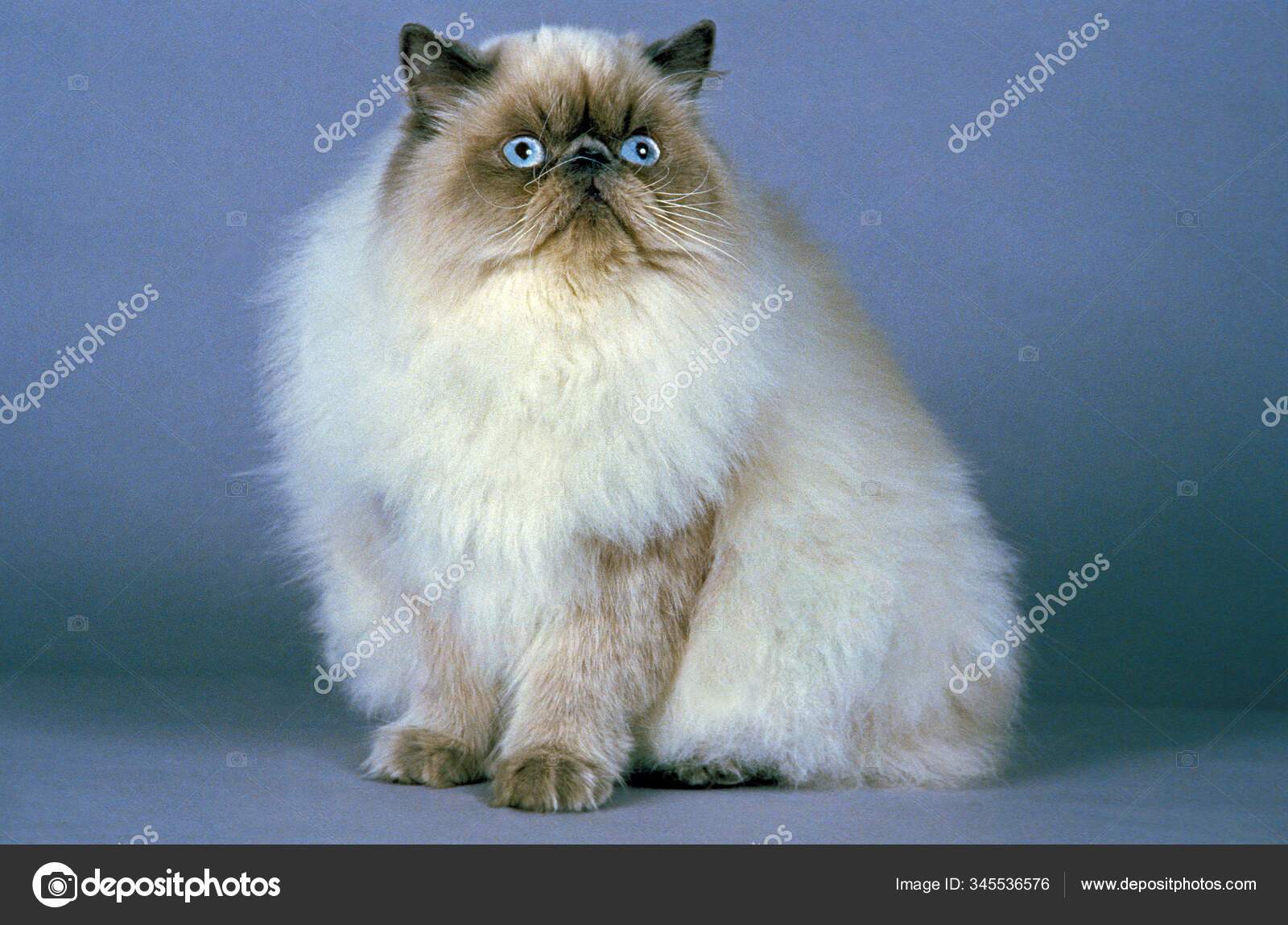Himalayan Cat Images Libres De Droit Photos De Himalayan Cat Depositphotos Himalayan Cat Images Libres De Droit Photos De Himalayan Cat Depositphotos