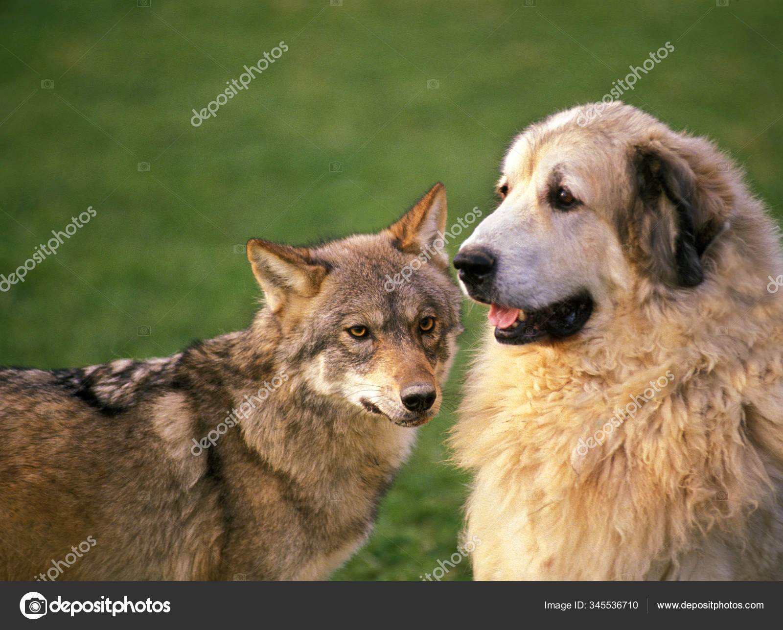 LOUP D 'EUROPE Canis Lupus Стоковое Фото ©slowmotiongli 345536710