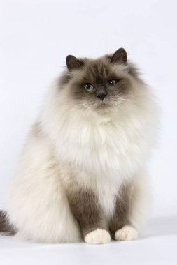 Birmanie Bleu 'ya kurban olsun.