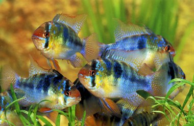 Ramirezi mikrogeophagus ramirezi