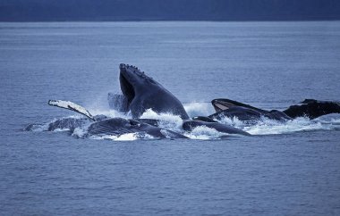 Baleine A Bosse megaptera novaeangliae