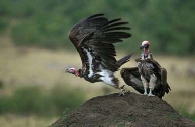 Vautour Oricou torgos tracheliotus