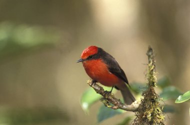Moucherolle Vermillon pyrocephalus rubinus