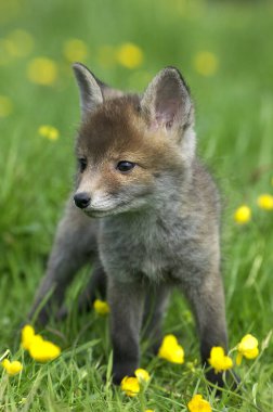 Renard Roux vulpes vulpes