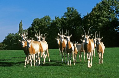 Oryx Algazelle oryx dammah
