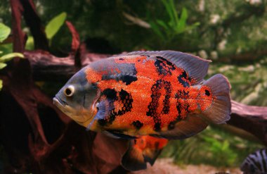 Oscar astronotus ocellatus