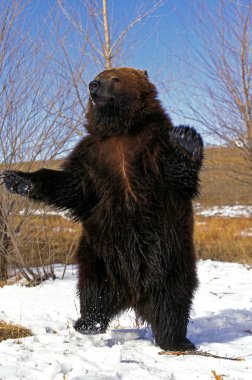 Bizimki Kodiak ursus arctos middendorffi