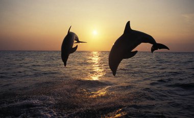 Büyük Veliaht Tursiops Truncatus