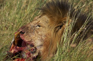 Aslan D 'Afrique panthera leo