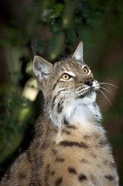 Luchs Boreal felis vaşak