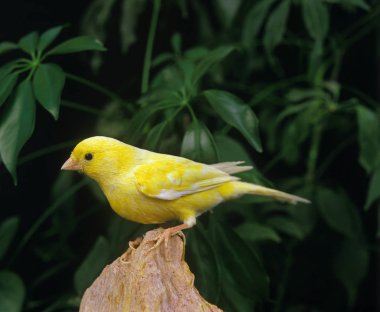 Canari De Chant Malinois