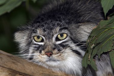 Manul otocolobus manul