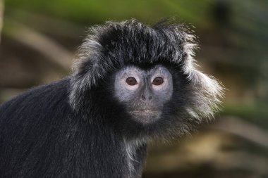 Langur trachypithecus auratus