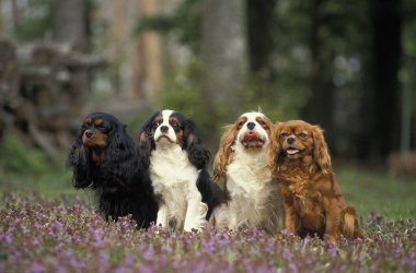Şövalye Kral Charles Spaniel