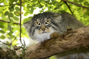 Manul otocolobus manul