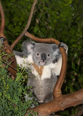 Koala phascolarctos cinereus
